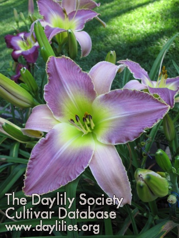 Daylily The Calm before the Stork